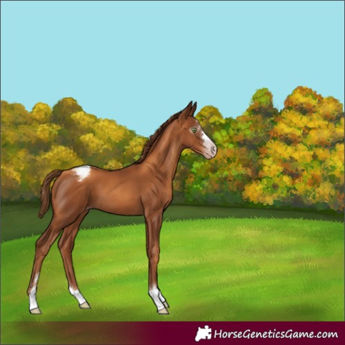 Horse Color:Gray Gold Champagne Appaloosa 