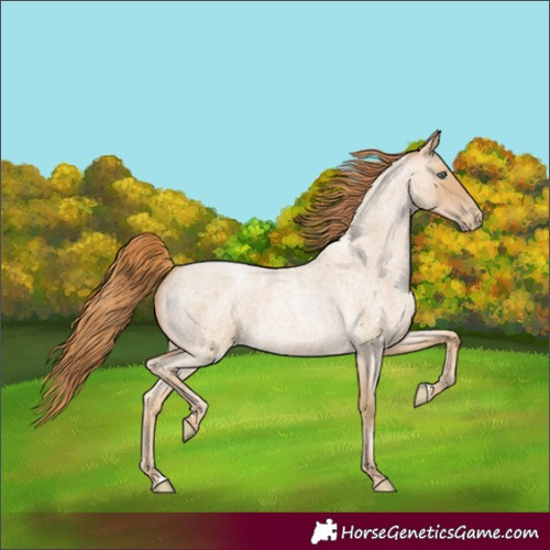 Horse Color:Smoky Blue Roan Pearl