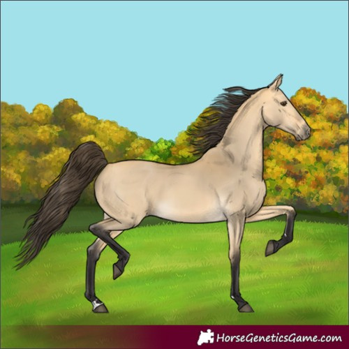 Horse Color:Buckskin Dun 