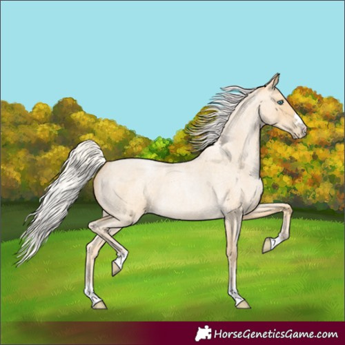 Horse Color:Silver Buckskin Roan Pearl