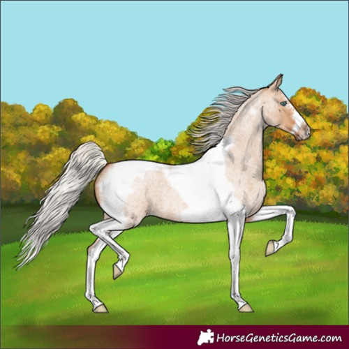Horse Color:Silver Bay Roan Dun Splash Tobiano Frame 