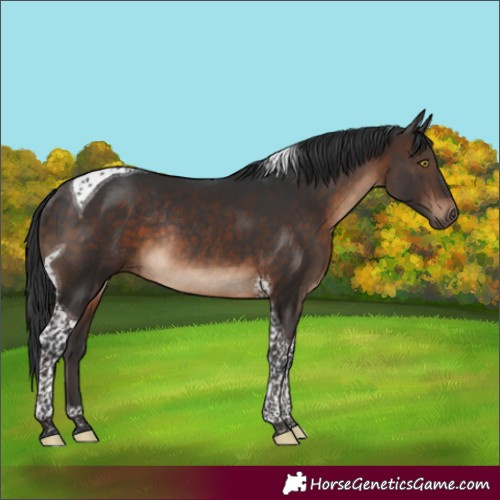 Horse Color:Brown Tobiano Rabicano 