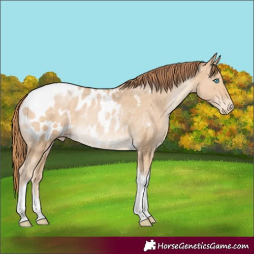 Horse Color:Buckskin Pearl Tobiano Appaloosa Rabicano 