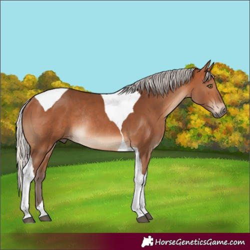 Horse Color:Silver Brown Tobiano Rabicano