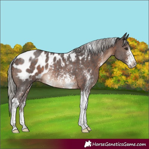 Horse Color:Silver Brown Sabino Tobiano Appaloosa Rabicano 