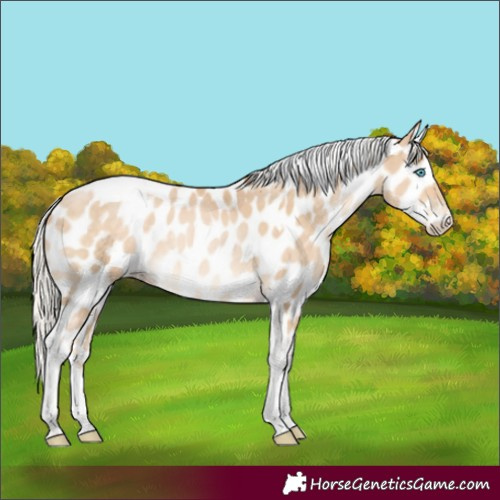 Horse Color:Silver Buckskin Pearl Tobiano Appaloosa 