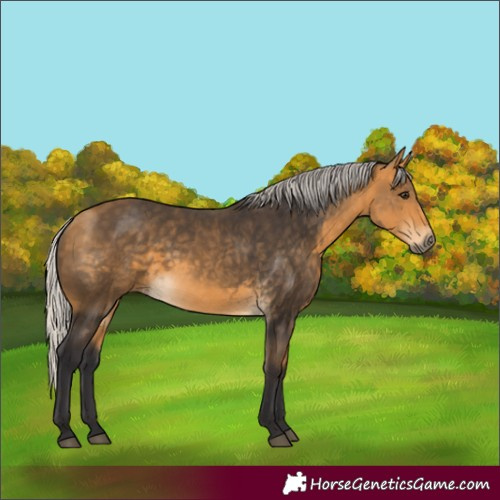 Horse Color:Silver Buckskin 