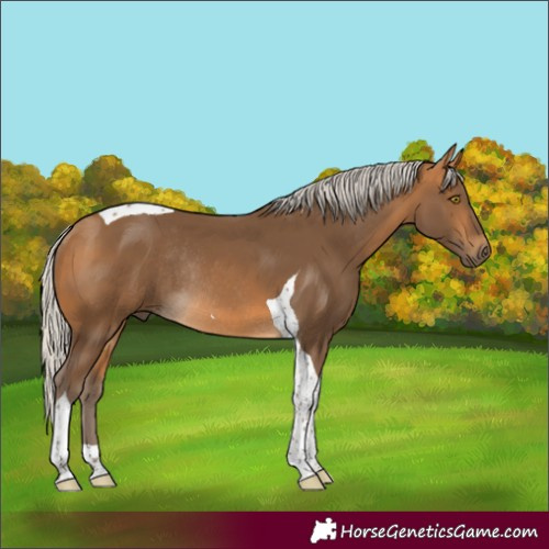 Horse Color:Silver Buckskin Tobiano Rabicano 