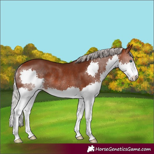 Horse Color:Silver Brown Splash Rabicano