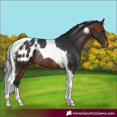 Horse Color:Bay Tobiano Blanket Rabicano