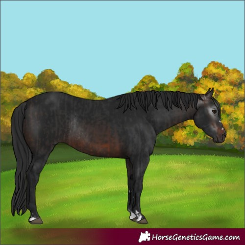 Horse Color:Brown Rabicano and Gray Brown Rabicano