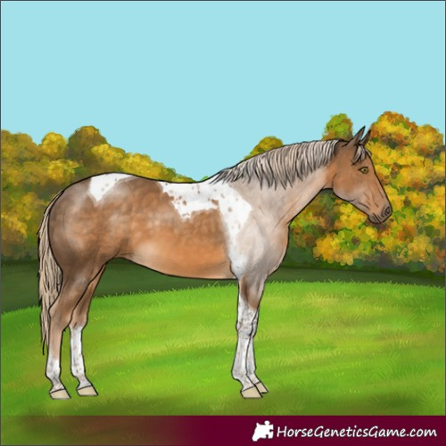 Horse Color:Chocolate Palomino Tobiano