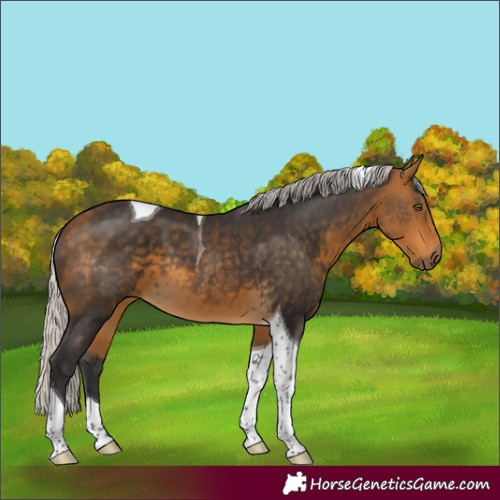 Horse Color:Silver Buckskin Tobiano