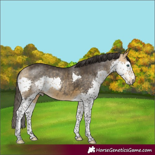 Horse Color:Buckskin Splash