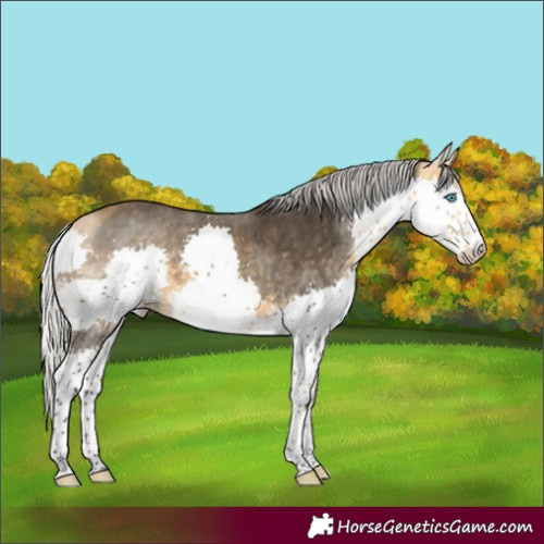 Horse Color:Silver Buckskin Splash Tobiano 
