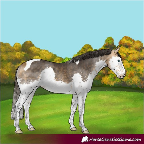 Horse Color:Buckskin Splash Tobiano Rabicano