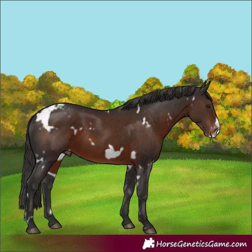 Horse Color:White Spotted Liver Chestnut Frame Appaloosa
