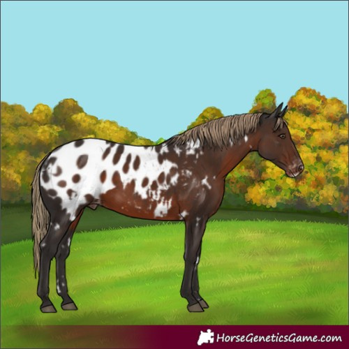 Horse Color:White Spotted Liver Chestnut Frame Appaloosa