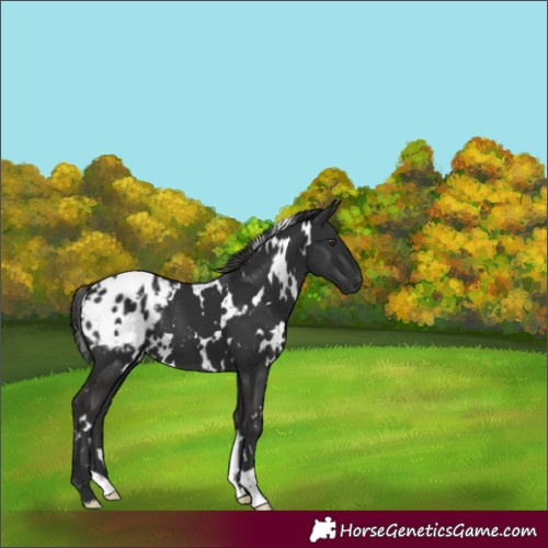 Horse Color:White Spotted Liver Chestnut Appaloosa