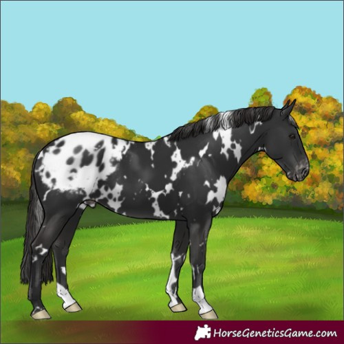 Horse Color:White Spotted Liver Chestnut Blanket