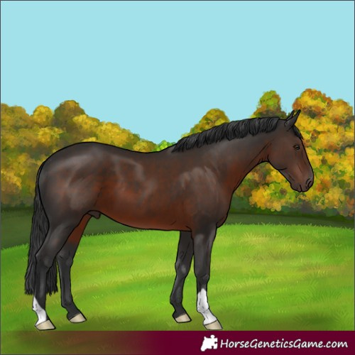 Horse Color:Liver Chestnut