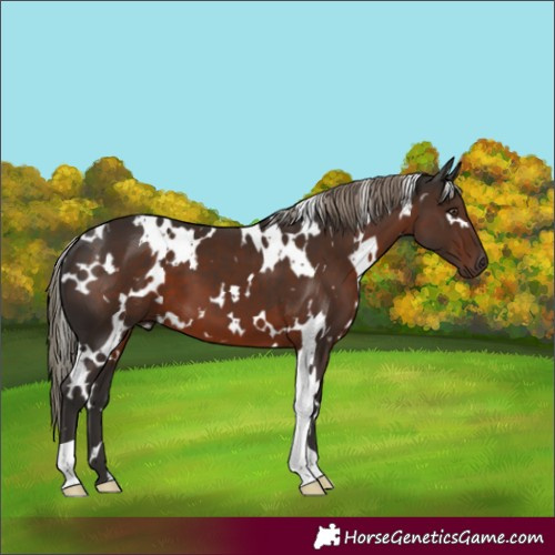 Horse Color:White Spotted Liver Chestnut 