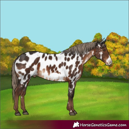 Horse Color:White Spotted Liver Chestnut Frame Appaloosa