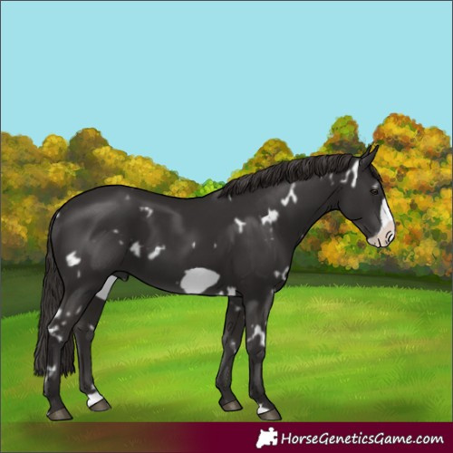 Horse Color:White Spotted Liver Chestnut Frame 