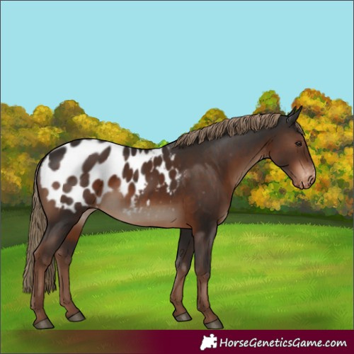 Horse Color:Liver Chestnut Appaloosa