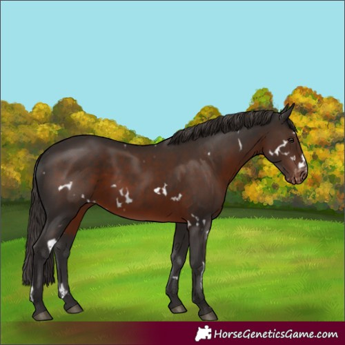 Horse Color:White Spotted Liver Chestnut Appaloosa 