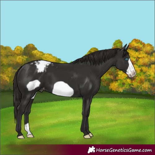 Horse Color:Liver Chestnut Frame Appaloosa 