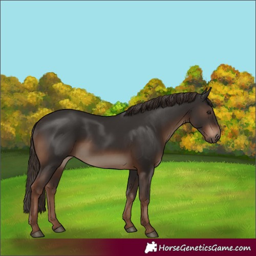 Horse Color:Liver Chestnut