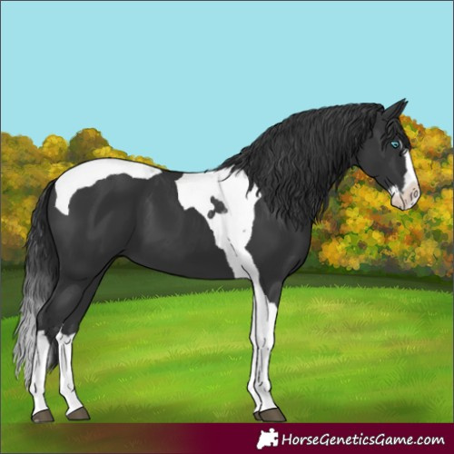 Horse Color:Black Splash Tobiano 