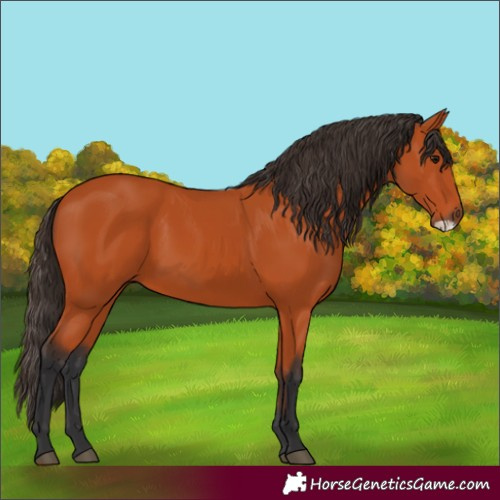 Horse Color:Bay Frame