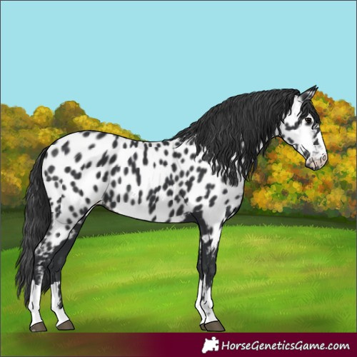 Horse Color:Black Appaloosa 