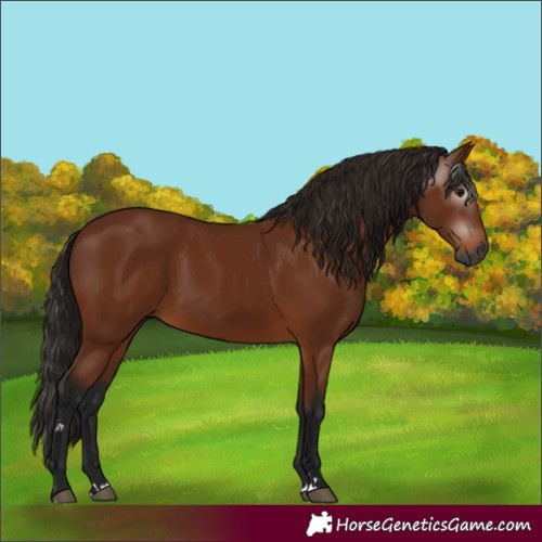 Horse Color:Gray Bay