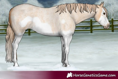 Horse Color:Red Dun Roan Splash Frame Rabicano