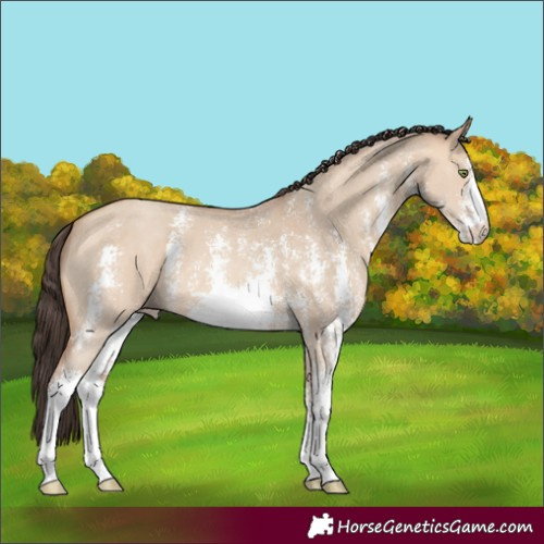 Horse Color:Amber Champagne Dun Sabino 