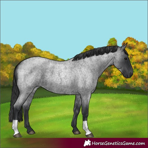 Horse Color:Unknown 