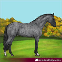Horse Color:Blue Roan 