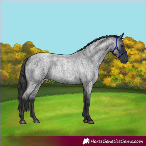 Horse Color:Blue Roan