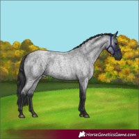Horse Color:Blue Roan 