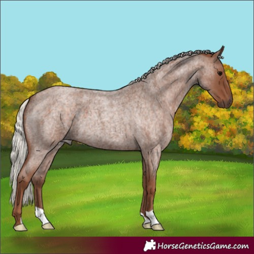 Horse Color:Silver Blue Roan 