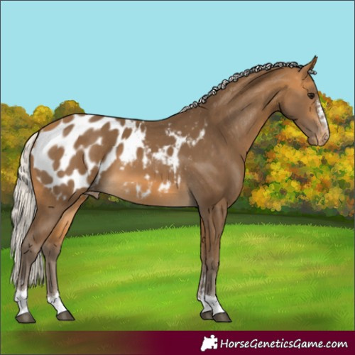 Horse Color:Silver Buckskin Blanket 