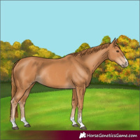 Horse Color:Chestnut Rabicano 