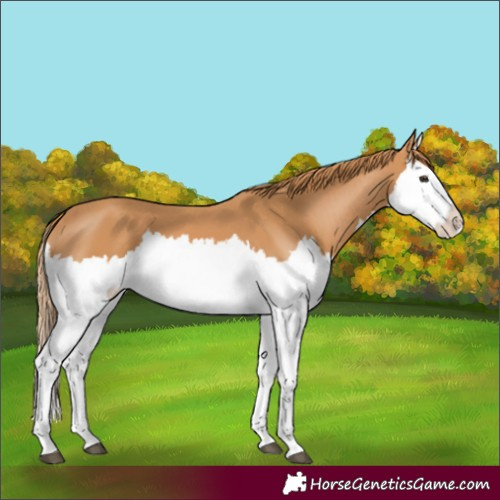 Horse Color:Chestnut Splash 