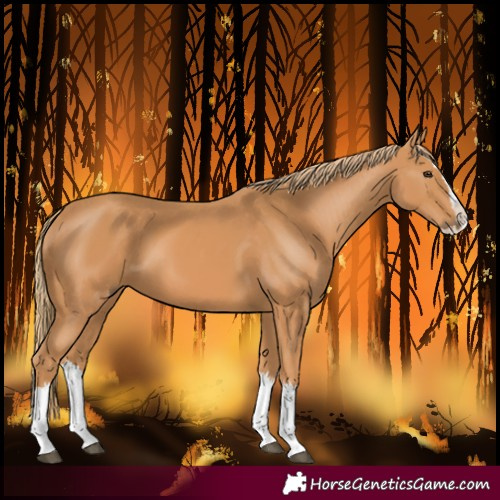 Horse Color:Chestnut Splash 