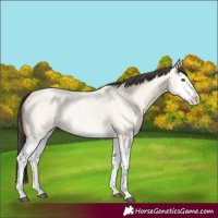 Horse Color:Buckskin Roan Dun Splash Rabicano 