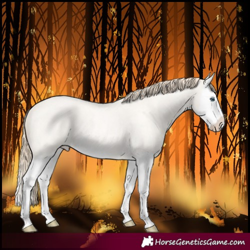 Horse Color:Perlino Roan Dun Splash Rabicano 