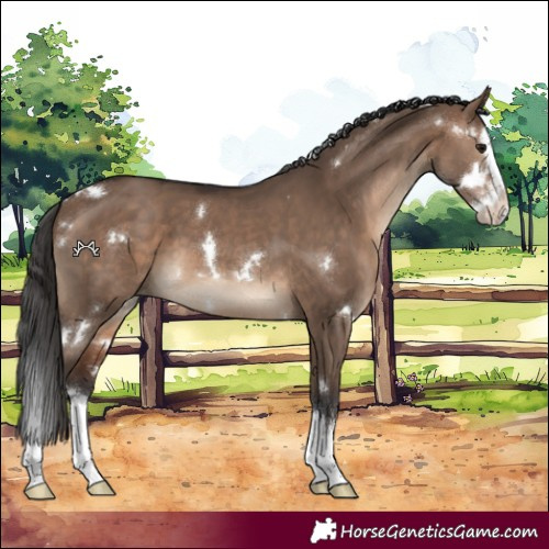 Horse Color:White Spotted Brown Dun Sabino Splash Varnish